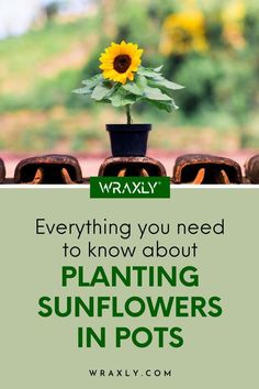 a sunflower in a pot with the words, everything you need to know about planting sunflowers in pots