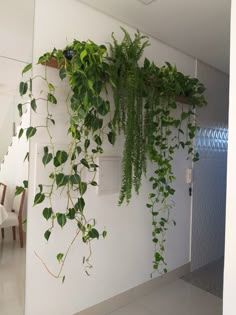 some green plants are growing on the wall