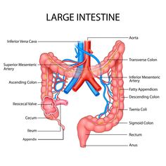 the large intestine is shown in this diagram