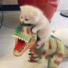 a white kitten is sitting on top of a toy t - rexon that has its mouth open