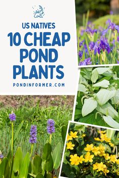 Article about the 10 most affordable pond plants in the United States, featuring budget-friendly native species that enhance ponds without high costs.