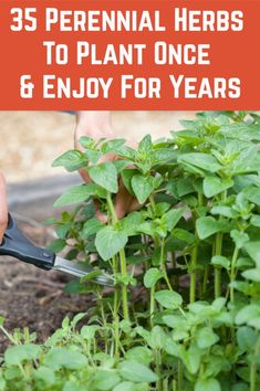 a person using scissors to trim plants in the garden with text overlay that reads, 35 perennial herbs to plant once & enjoy for years