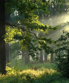 the sun shines through the trees and leaves in this forest area with tall grass