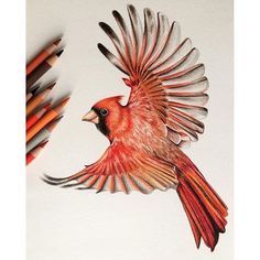 a drawing of a red bird with its wings spread out and two colored pencils next to it