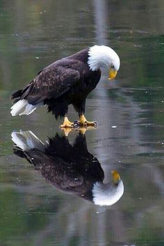 two bald eagles standing on the edge of a body of water with their reflection in the water