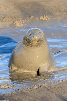 a seal is sitting in the water and looking at the camera with its eyes closed