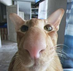 an orange cat looking at the camera with a surprised look on it's face