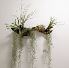 several air plants are hanging from a branch on the wall in front of a white wall