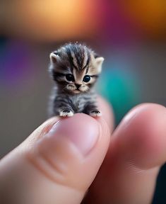 a tiny kitten sitting on top of someone's finger in front of a blurry background