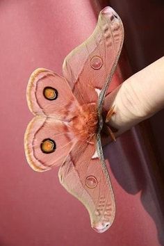 a moth that is sitting on the side of a suitcase