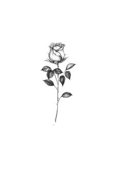 a drawing of a single rose on a white background