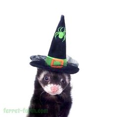 a ferret wearing a witches hat on top of it's head and looking at the camera