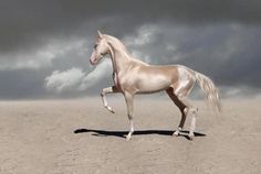 a white horse standing in the middle of a desert with dark clouds behind it and an overcast sky