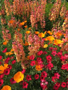 many different colored flowers in a garden