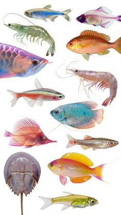 an assortment of different types of fish on a white background