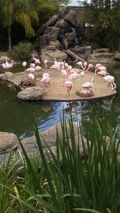 many flamingos are standing around in the water