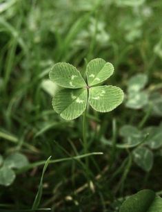 a four leaf clover in the grass