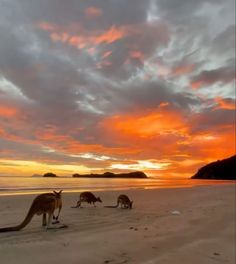 two kangaroos are on the beach at sunset