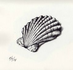 an ink drawing of a scallop shell