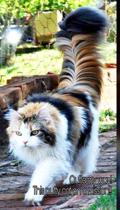 a cat walking on the ground next to a fence