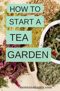 how to start a tea garden with the title overlay that reads, how to start a tea garden