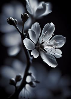 black and white photograph of flowers in the dark