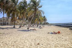 people are laying on the beach under palm trees