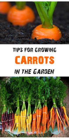 carrots in the garden with text overlay that reads tips for growing carrots in the garden