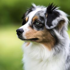 a close up of a dog's face with green grass in the back ground