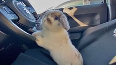 a rabbit is sitting in the driver's seat of a car and looking up