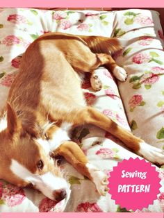 a brown and white dog laying on top of a bed next to a pink border