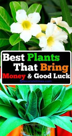 the best plants that bring money and good luck to grow in your yard or garden