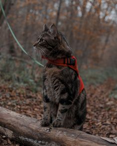 a cat sitting on top of a log in the woods