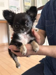 a small black and white dog being held in someone's hand