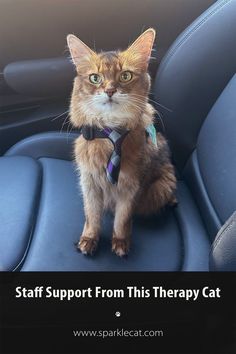 Therapy cat in car after a hospital visit Clever Animals, Cat Advice, Therapy Cat, Cat Calendar, Therapy Animals, Cat Hacks, Cat Stories, Cat Model, Interactive Cat Toys