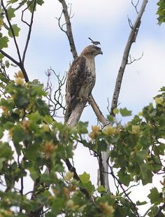 a bird perched on top of a tree branch