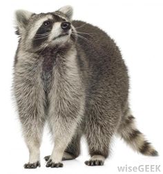 a raccoon is standing on its hind legs and looking up at the camera