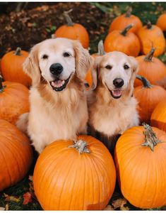 two golden retrievers sitting in front of pumpkins