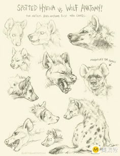 some drawings of hyenas and wolfs with words written on the back ground