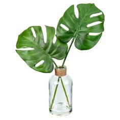 a green plant in a glass vase on a white background