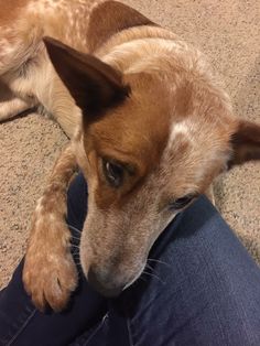 a brown and white dog laying on top of someone's leg wearing blue jeans