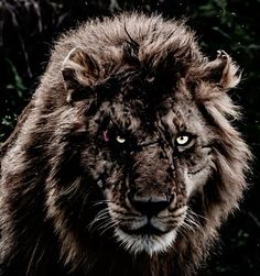 a close up of a lion face with trees in the background