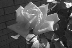 a black and white photo of a rose in front of a brick wall with leaves