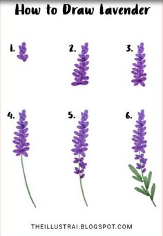 how to draw lavender flowers for beginners