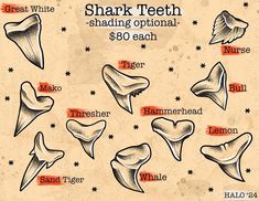 the shark teeth have been drawn in different ways