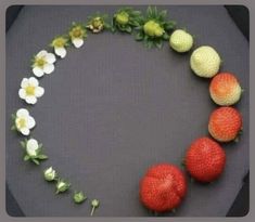 there are four fruits arranged in the shape of a circle