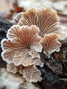 some very pretty mushrooms growing on the side of a tree