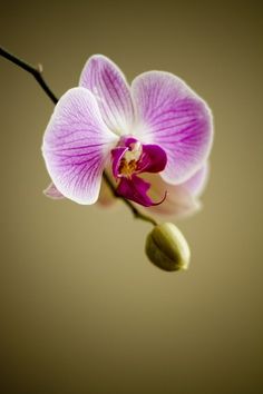 a purple flower that is hanging from a twig