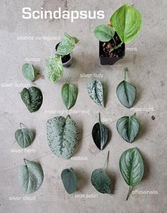 some plants that are on the ground with words describing them in english and spanish language