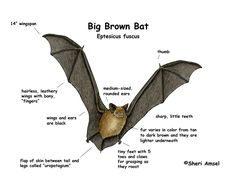 the anatomy of a big brown bat